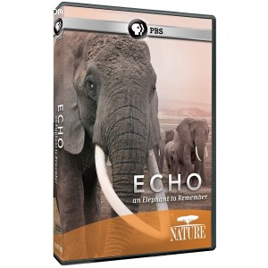 Echo: An Elephant to Remember Cover
